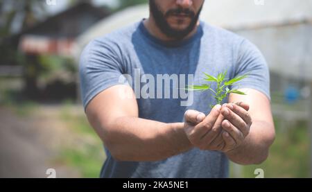 Cannabis arbres dans les mains humaines qui poussent . Usine de chanvre, la femme contrôle les plantes de marijuana. Banque D'Images