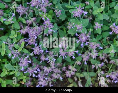 Fleurs violettes de menthe sauvage avec des feuilles vertes dans le jardin. Fleurs en gros plan, en croissance, vue du dessus. Banque D'Images