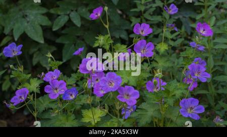 Vue rapprochée du géranium bleu violet coloré sylvaticum aka géranium de bois ou crâne de bois fleuri dans le jardin sur fond naturel Banque D'Images