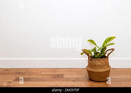 Croton plante dans le semoir de panier contre le mur blanc Banque D'Images