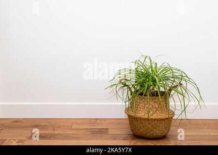 Pothos plantes en céramique pendante pot blanc et plante de serpent contre le mur blanc par la fenêtre Banque D'Images