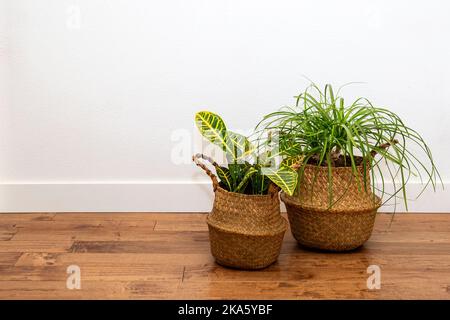 Le palmier ponytail et le Croton plantent dans le panier du planteur contre le mur blanc Banque D'Images