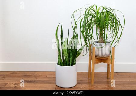 Palmier à queue de cheval et serpent plante dans le semoir en céramique blanche contre le mur blanc Banque D'Images