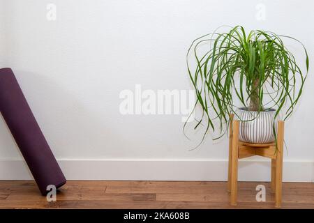 Palmier de queue de cheval dans le jardinière en céramique blanche avec tapis de yoga contre le mur blanc Banque D'Images