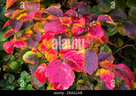 Couleurs d'automne de Fothergilla Major (F. monticola) Banque D'Images