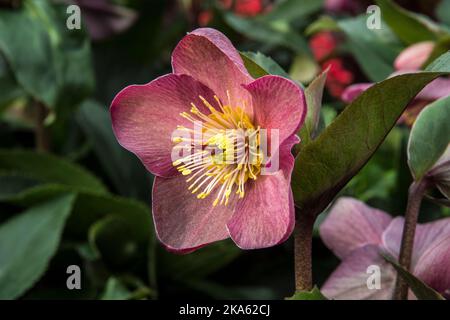 Une nouvelle rose de lenten appelée Helleborus HGC® Ice N' Roses® Early Red Banque D'Images