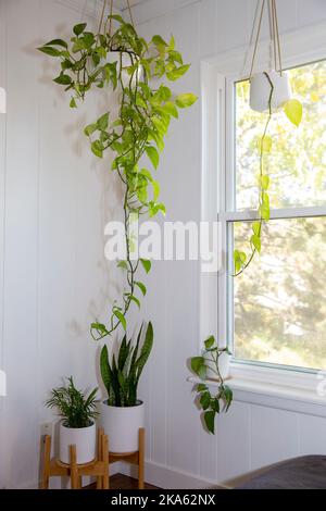 Pothos plantes en céramique pendante pot blanc et plante de serpent contre le mur blanc par la fenêtre Banque D'Images