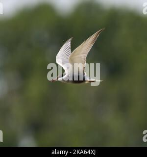 Volwassen dans Witwangstern de viaje en avión ; sterne Moustac adultes en vol Banque D'Images