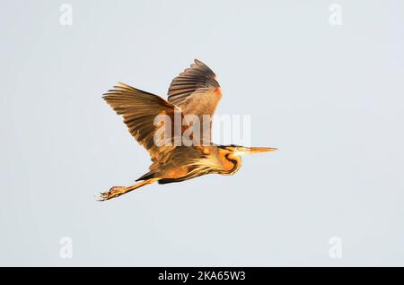 Purperreiger, héron pourpré Ardea purpurea Banque D'Images