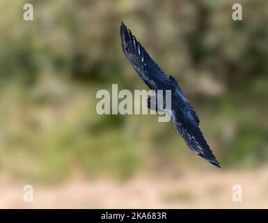 Kauw ; Western Jackdaw (Corvus monedula) Banque D'Images