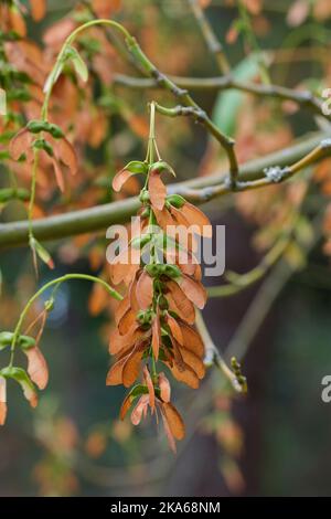 Acer davidi, érable de Pere David, érable à écorce de serpent, Acer laxiflorum variété ningpoens arbre à feuilles caduques avec fruits roses-bruns Banque D'Images