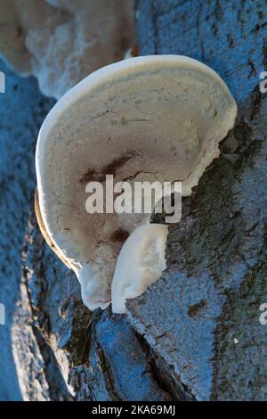 Mycète en support, polypores, champignons, groupe morphologique, basidiomycètes, champignons à volonté, champignons hydnoïdes, champignons des arbres, goûts comme le poulet, étagère, mort Banque D'Images