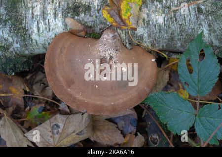 Mycète en support, polypores, champignons, groupe morphologique, basidiomycètes, champignons à volonté, champignons hydnoïdes, champignons des arbres, goûts comme le poulet, étagère, mort Banque D'Images