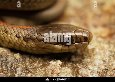 Gros plan sur une jeune couleuvre de Gartersnake du Nord-Ouest, Thamnophis ordinoides, dans le nord de la Californie Banque D'Images