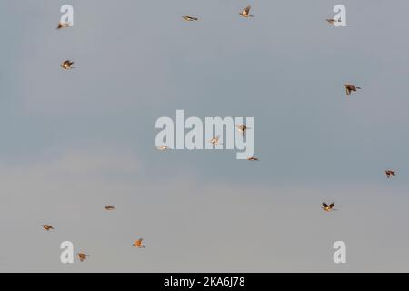 Migration Fieldfare (Turdus pilaris) aux pays-Bas. Un énorme troupeau de Fieldfares volent le long de la côte. Banque D'Images