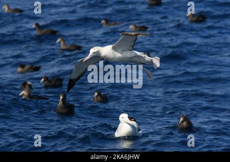 Tristan Albatros (Diomedea dabbenena) en mer dans le sud de l'océan Atlantique près de l'île éloignée de Gough. Banque D'Images