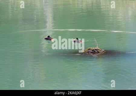 Grand grebe (grand biceps). Paire de grebes nageant près de leur nid dans le sud de l'Argentine. Banque D'Images