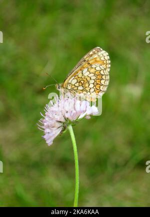 Heath Fritillary, Melitaea athalia, le long du GR 65, via Podiensis, en France. Banque D'Images