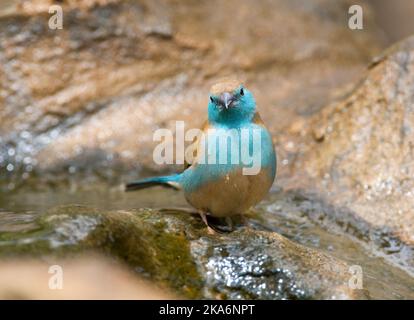 Cirbill bleu (Uraeginthus angolensis), également connu sous le nom de Southerm Cordone-bleu, dans le parc national Kruger Afrique du Sud. Banque D'Images