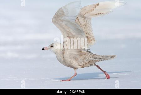 La Gull glamour immature est en train de courir sur la neige au Japon. Banque D'Images