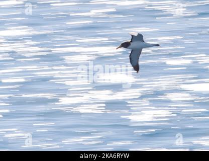 Albatros Chatham adulte (Thalassarche eremita) en vol près de son seul terrain de reproduction, la Pyramide, une grande pile de roches dans les îles Chatham, New Ze Banque D'Images