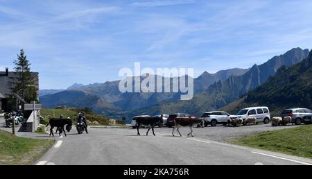 Des ânes semi-sauvages stoppent la circulation sur le col du Soulor dans les pyrénées, en bordure de la France et de l'Espagne Banque D'Images