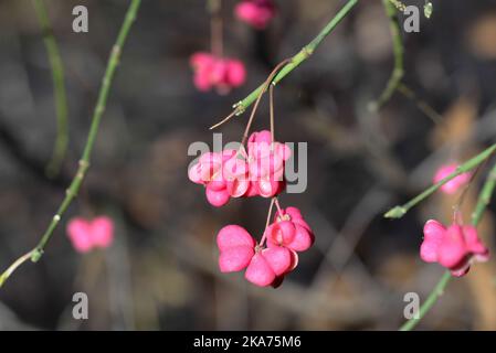 Euonymus europaeus, foyer sélectif de gros plan de fruits roses à broche commune Banque D'Images