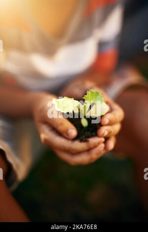 La nature a beaucoup à nous enseigner à tous. Gros plan d'un petit garçon non identifiable tenant une plante poussant dans le sol. Banque D'Images