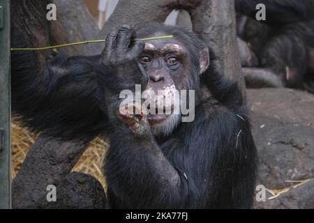 Le chimpanzé Julius est devenu gravement malade après qu'une bouteille de drogue lui a été lancée pendant les vacances d'hiver. Banque D'Images