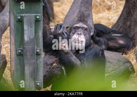 Le chimpanzé Julius est devenu gravement malade après qu'une bouteille de drogue lui a été lancée pendant les vacances d'hiver. Banque D'Images