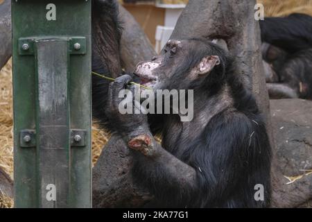 Le chimpanzé Julius est devenu gravement malade après qu'une bouteille de drogue lui a été lancée pendant les vacances d'hiver. Banque D'Images