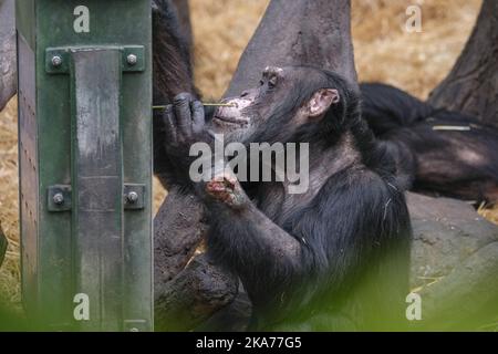 Le chimpanzé Julius est devenu gravement malade après qu'une bouteille de drogue lui a été lancée pendant les vacances d'hiver. Banque D'Images