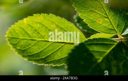 Feuillage vert d'un arbuste aux rayons du soleil Banque D'Images