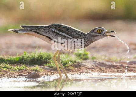 Eurasienne potable Stone-Curlew (Burhinus bistriatus) à petite piscine d'eau douce dans la région de steppes, près de Belchite, Espagne. Banque D'Images