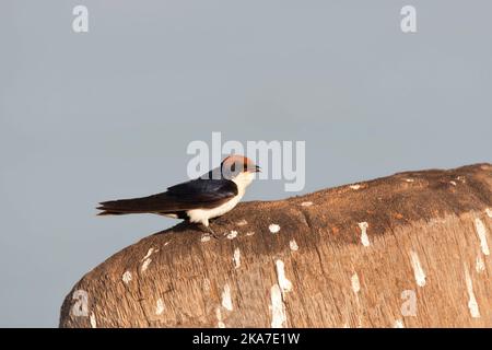 Roodkruinzwaluw, Wire-tailed Swallow Hirundo smithii, Banque D'Images