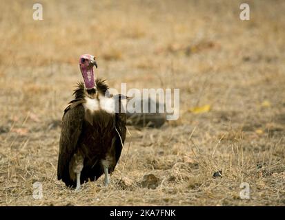 Vulture à capuchon en danger critique d'extinction (Necrosyrtes monachus). Les menaces comprennent l'empoisonnement, la chasse et la perte d'habitat. Oiseau dans la saison sèche à Kruger Banque D'Images