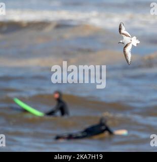 Immature Mouette de Ross (Rhodostethia rosea) au printemps à la jetée du port de Scheveningen, pays-Bas. Surfeurs en arrière-plan. Banque D'Images