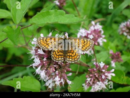 Heath Fritillary, Melitaea athalia, le long du GR 65, via Podiensis, en France. Banque D'Images