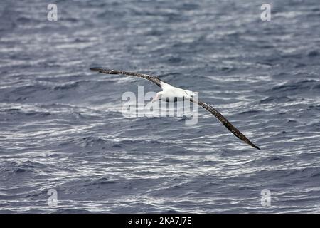 Tristan Albatros (Diomedea dabbenena) en mer dans le sud de l'océan Atlantique près de l'île éloignée de Gough. Oiseau volant bas au-dessus de la surface de l'océan. Banque D'Images