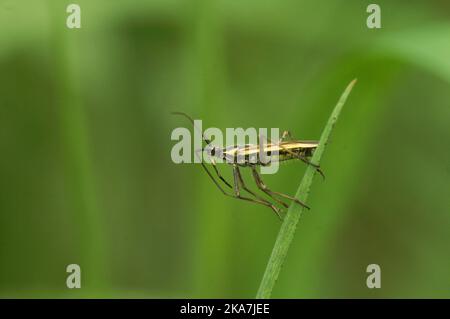 Gros plan détaillé sur un insecte adulte de Grass Meadow Plant, Leptopterna dolabrata, assis sur l'herbe Banque D'Images