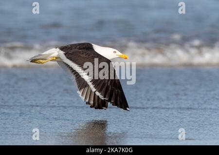 Goéland à varech (Larus dominicanus antipodus) en Nouvelle-Zélande. Adulte en vol sur la plage. Banque D'Images