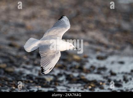 Black-billed Gull (Chroicocephalus bulleri) à Miranda, île du Nord, en Nouvelle-Zélande. Banque D'Images