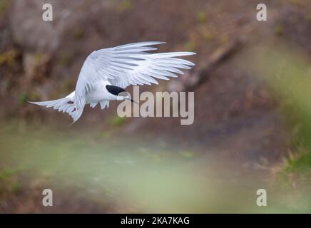 Sterne à fronces blanches (Sterna striata striata) adulte à la baie Maori, île du Nord, en Nouvelle-Zélande. Banque D'Images