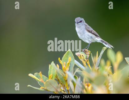 Gray Gerygone (Gerygone igata) sur l'île du Nord, Nouvelle-Zélande. Banque D'Images