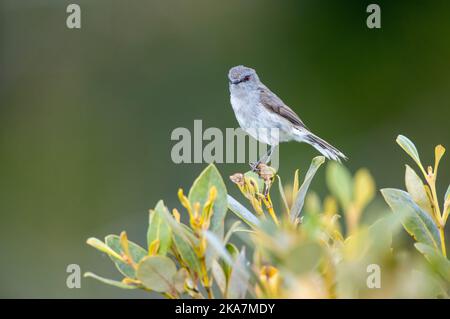 Gray Gerygone (Gerygone igata) sur l'île du Nord, Nouvelle-Zélande. Banque D'Images