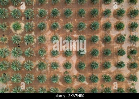 Vue de dessus d'une grande plantation de palmiers dans le désert. Banque D'Images