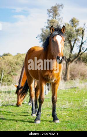 Chevaux dans la prairie, avec un portrait d'un cheval debout devant l'appareil photo et un autre paître derrière lui. Herbes vertes, arbres et ciel. Banque D'Images