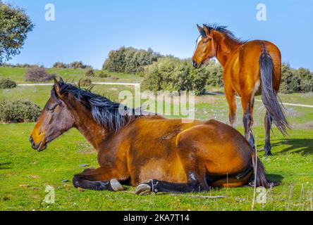 Deux chevaux calmes, en position allongée et en arrière-plan dans un champ d'herbe de prairie, une attention sélective dans sa tête et il y a une déchirure dans ses yeux quand il pleure. Banque D'Images