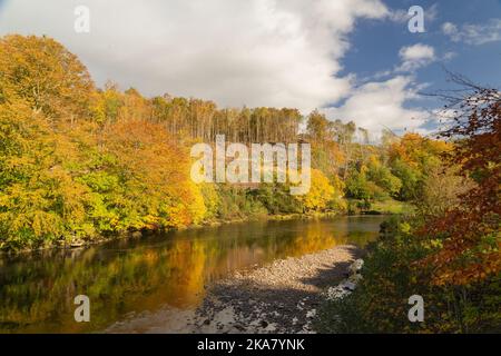 Arbres d'automne colorés se reflétant dans la rivière South Tyne , Northumberland Banque D'Images