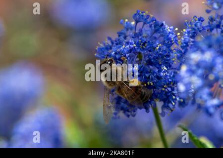 Abeille se nourrissant sur une fleur bleue, avec des sacs de pollen pleins visibles sur sa jambe et attrape des lumières dans ses yeux, profondeur de champ étroite avec l'arrière-plan flou. Banque D'Images